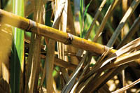 Sugar cane